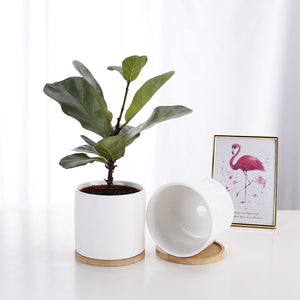 White Ceramic Succulent Flower Pot with Bamboo Tray and plant in it, beside of picture of Flamingo - Eco Shop Ph - Zero Waste Philippines - Metro Manila